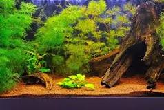 what-is-the-best-sand-for-freshwater-aquarium