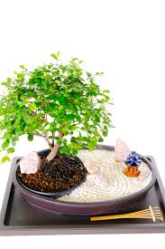 Mini Zen Garden Bonsai Tree Zen