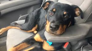 7 Month Old Female Rott A Love Of Rottweilers