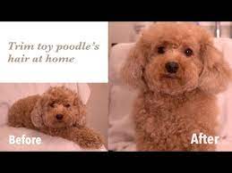 toy poodle grooming how to trim a toy