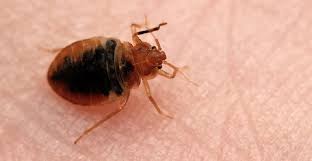 Difference Between Fleas Bed Bugs
