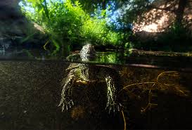 Schildkröte morla (die hellere der beiden). Sumpfschildkrote Winterstarre Museum Niederosterreich