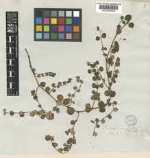 Euphorbia engelmannii Boiss. | Plants of the World Online | Kew ...