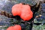 Resultado de imagem para red raspberry slime mould