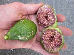 6 Types Of Figs To Try Right Now Food Republic