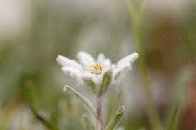 austria edelweiss flower close up