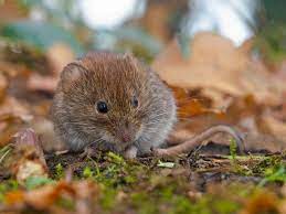how to get rid of voles humanely in 7