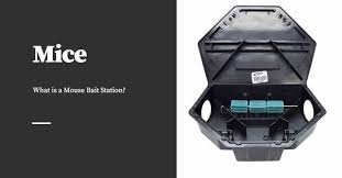 what is a mouse bait station s