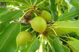 The Shea Tree – The Wonder Tree | Blog.Nurserylive.com | gardening in india