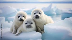 harp seals images browse 69 stock