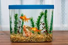 We will find the best pet shops near you (distance 5 km). Tropical Fish Pet Store In Fontana Ca Fontana Tropical Fish
