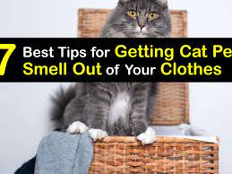 cat urine odors guide to get cat