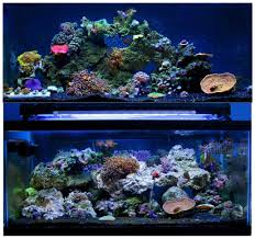 Reddit The Front Page Of The Internet Led Aquarium Lighting Saltwater Tank Reef Tank