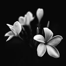 white flowers in a deep black