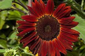 Check spelling or type a new query. Top 10 Sunny Sunflower Varieties Flower Garden Birds Blooms