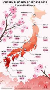 Japan Cherry Blossom Forecast 2019 Sakura Expected To Bloom