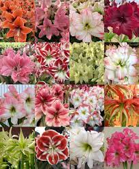 plant dutch amaryllis for blooms in the