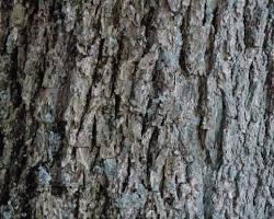 Hickory tree bark