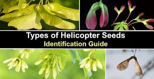 14 types of helicopter seeds with