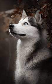 800x1280 siberian husky dog breed nexus