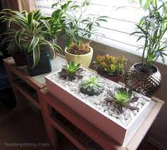 Rock Garden Indoor Plants Succulents Diy