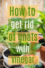 How To Get Rid Of Gnats With Vinegar