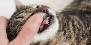 feline gingivitis causes symptoms