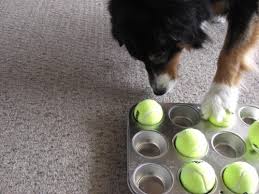 Check spelling or type a new query. 33 Diy Dog Toys From Things Around The House Barkpost