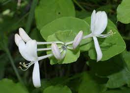 パーフォリエイト・ハニーサックル (Lonicera caprifolium) 花言葉，毒性，よくある質問 - PictureThis