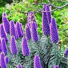 Details About Pride Of Madeira Plant Echium Fastuosum Candicans Purple Flowers Seed 20 Seeds