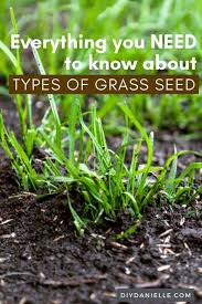 Grass Seed For Your Lawn And Pasture