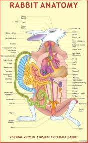You can also see fishbone diagram template. Rabbit Anatomy Chart Paper Print Educational Posters In India Buy Art Film Design Movie Music Nature And Educational Paintings Wallpapers At Flipkart Com