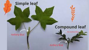 compound and simple leaves you