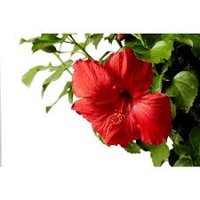 red flower annual hibiscus plant