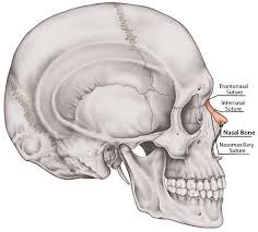 nasal bone the definitive guide