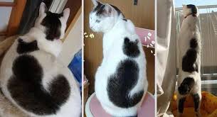 Image result for cat fur