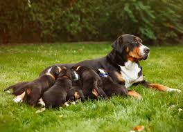 Wanting solid food should come naturally for any puppy. Weaning Puppies How To Wean Puppies And When To Start Petmd