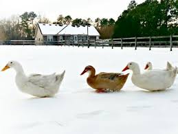 keeping ducks warm in cool weather