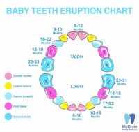 Tooth Letter Chart Primary Tooth Chart Letters