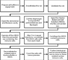 Flow Chart Of The Cardiac Immune Cell Isolation Procedure