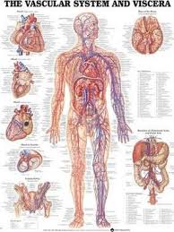 Vascular System And Viscera Anatomical Chart Anatomical