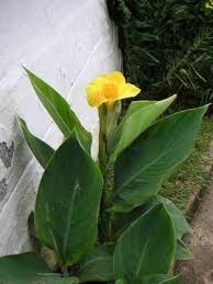 Cannas are produced from rhizomes and are herbaceous perennials. Growing Canna Lilies Thriftyfun