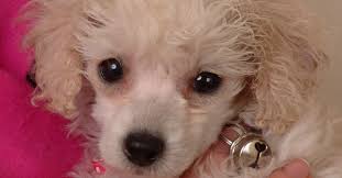 kayhla a female poodle puppy who had