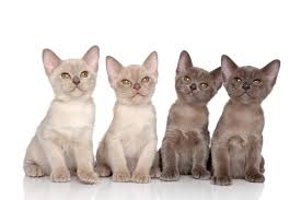 Breeder of elegant pedigree burmese cats and kittens. Burma Katze Katzen Informationen Zu Den Rassen Omlet