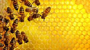 Image result for honeycomb forest