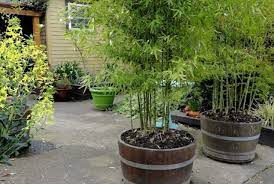 Best Plants For A Wine Barrel