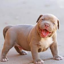 Check spelling or type a new query. Pitbull Puppies For Sale Facebook
