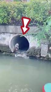 Rescue a dog stuck in the sewer #animalrescue #dogrescue #dog #dogsoft... |  TikTok