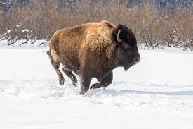 Alaska Wildlife Conservation Center - Run by the wood bison herd at the  Alaska Wildlife Conservation Center when you sign up for Bison Run Wild 5K  on April 14th. It is a
