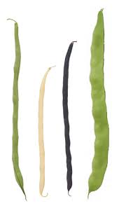 about pole beans 6 steps to success